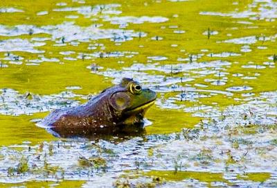 Bullfrog in River2