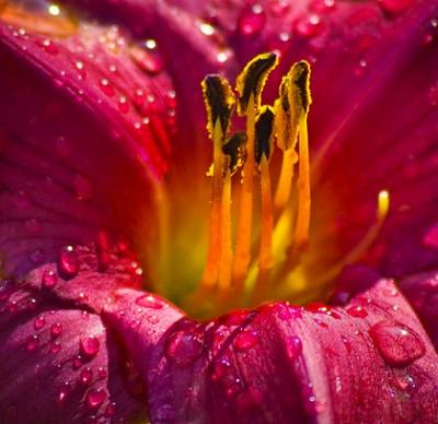 Raindrops on a Red Lily