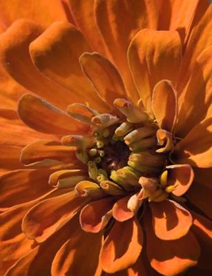 Orange Flower Closeup