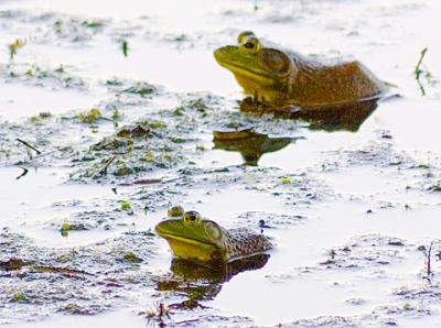 Two Bullfrogs