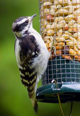Downy Woodpecker on a Feeder