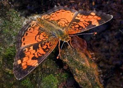 Northern Pearl Crescent Butterfly 20050829