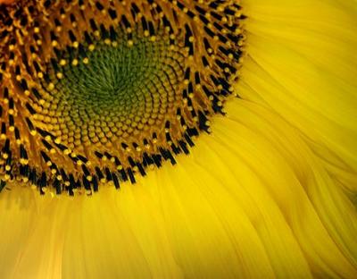 Sunflower Closeup 20050902