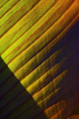 Canna Leaf1