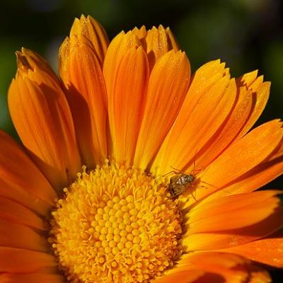 Bug on an Orange Flower