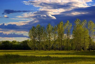 Row of Trees