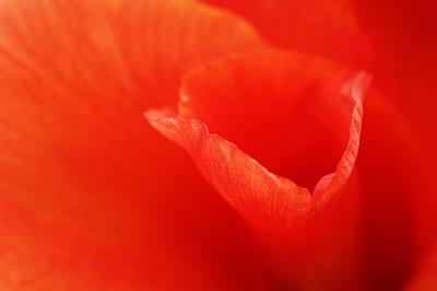 Red Flower Closeup 20050906