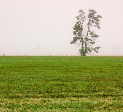 Tree in Fog 20050909