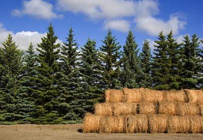 Hay Bales & Pines