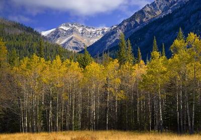 Rocky Mountains & Birch Grove 17288