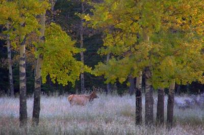 Banff Elk 17806
