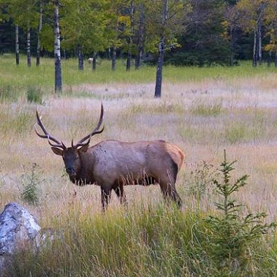 Banff Elk 17408
