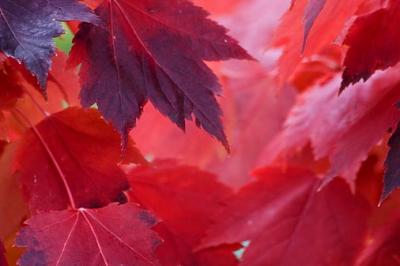 Red Leaves