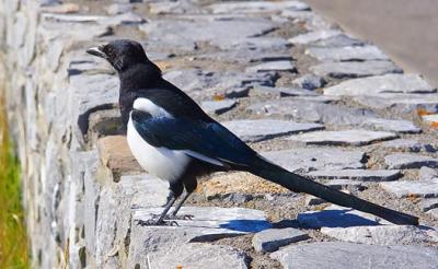 Magpie on a Rock Wall 18164