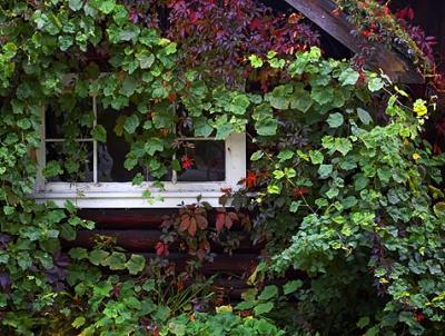 Overgrown Window