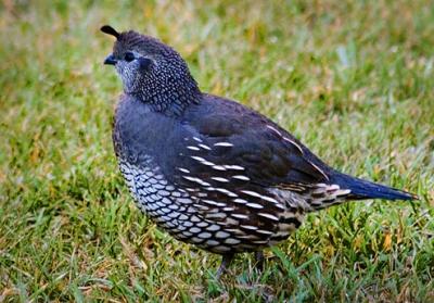 Quail 20051007