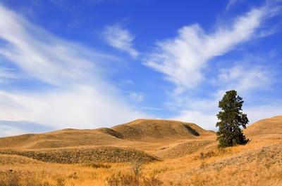 Lone Tree