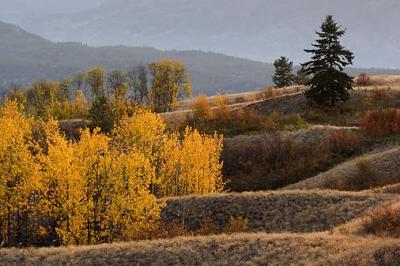 Okanagan Trees 18808