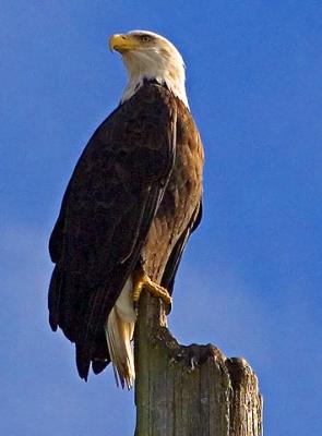 Eagle on a Pole 20051024