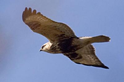 Hawk in Flight 19912