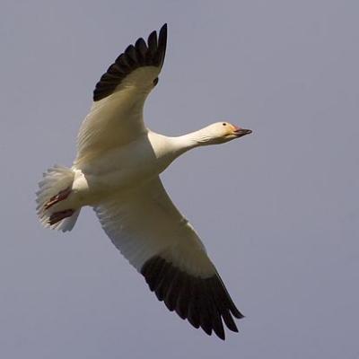 Snow Goose in Flight2