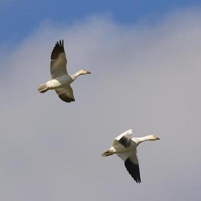 Snow Geese in Flight2