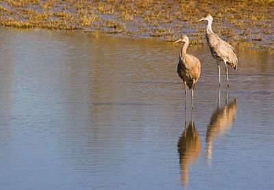 Sandhill Cranes Wading