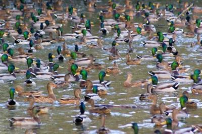 River of Ducks
