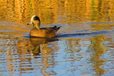 Duck at Sundown