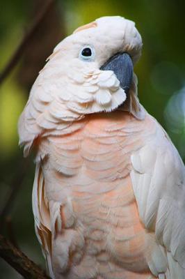 Cockatoo