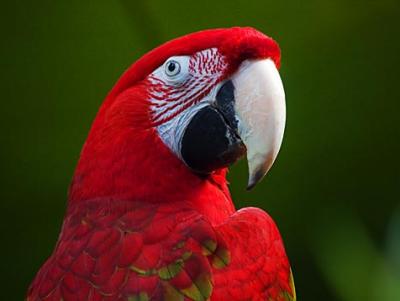 Macaw Closeup2