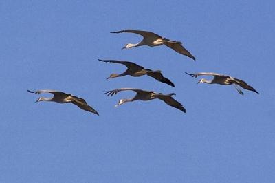 Sandhill Cranes in Flight3