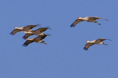 Sandhill Cranes in Flight2