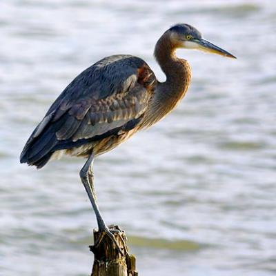Heron Perched on a Piling