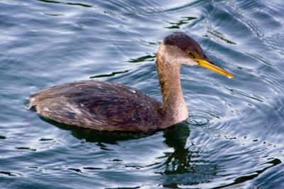 Molting Red-necked Grebe