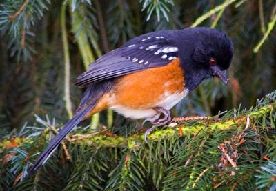 Towhees