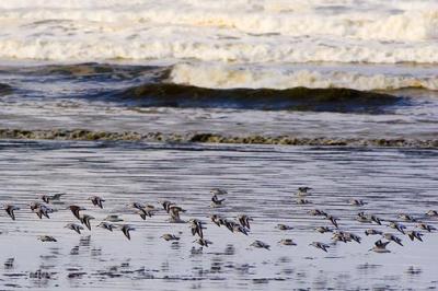 Sanderlings in Flight 20728