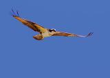 Osprey in Flight