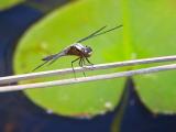 Dragonfly Above Lilypad