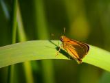 Orange Butterfly 20050622