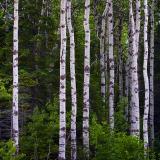 Stand of Birch 12613