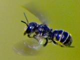 Bee Crop 13157