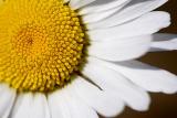 Daisy - closeup lens 13713