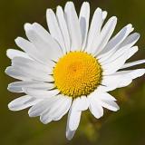 Daisy - max closeup 13715