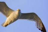 Gull in Flight 13811