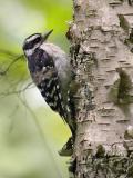 Downy Woodpecker on a Birch