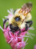 Bumble Bee 20050822