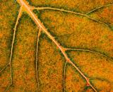 Autumn Leaf Veins 20050830