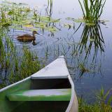 Duck Near Canoe 20050914