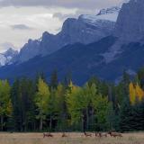 Banff Elk 17376
